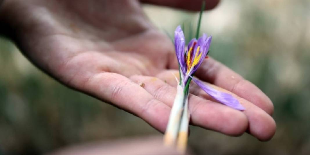Dünyanın en değerli baharatına yeni boyut! Topraksız yetiştirdi, 1 milyondan fazla gelir sağladı: Hedefi üretimi artırmak 6
